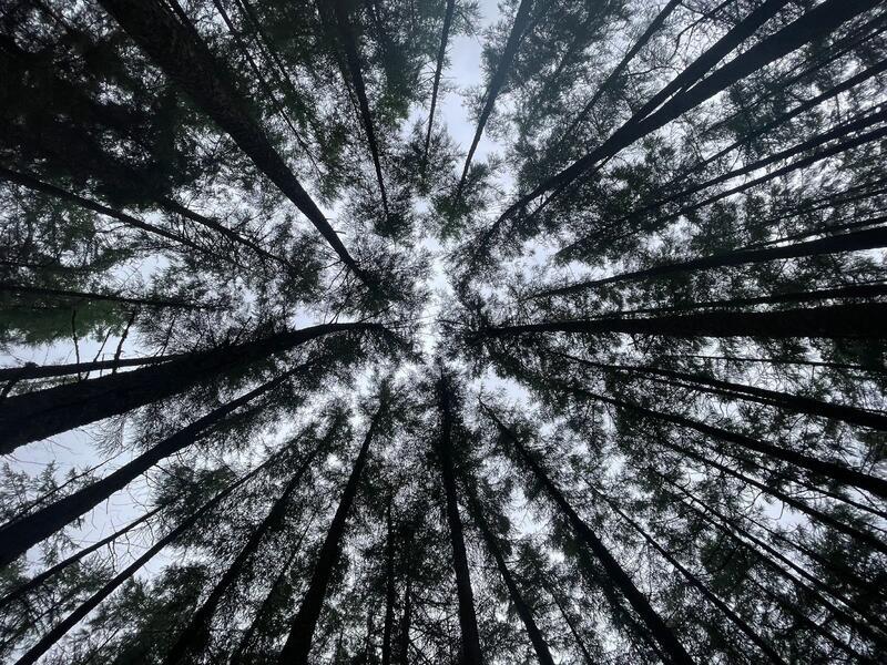 Madeline Gross Tree Canopy Photo