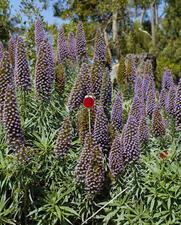 Photo of purple flowers surrounding a red driveway hazard reflector 
