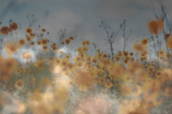 Blurry Flowers