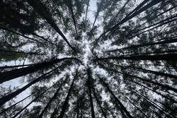 Madeline Gross Tree Canopy Photo