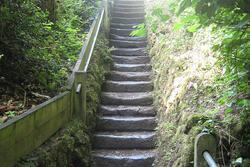 Stairway in the Woods