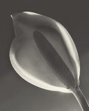 "Cala (Solarization), Montevideo," 1943