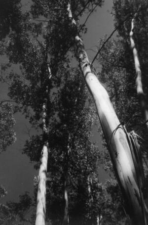 "Eucaliptus (Punta del Este)," 1950