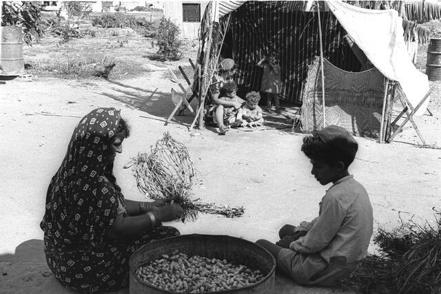 Mrs. Chassan and her son pick peanuts while her daughter and grandchildren rest in the sukkah at the family’s home in Moshav Porat. 1954.