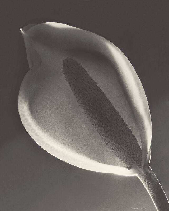 "Cala (Solarization), Montevideo," 1943
