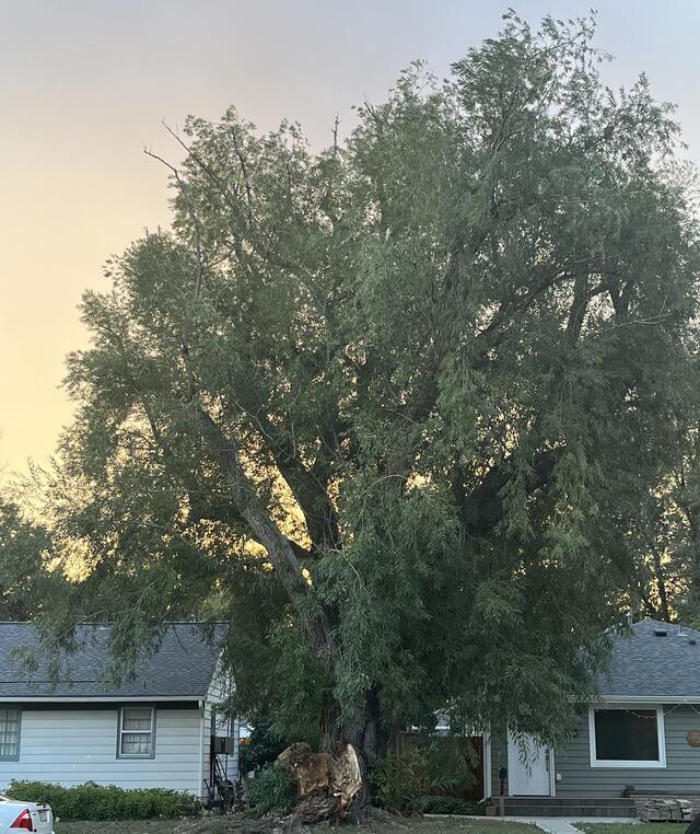 Willow tree in the sunset