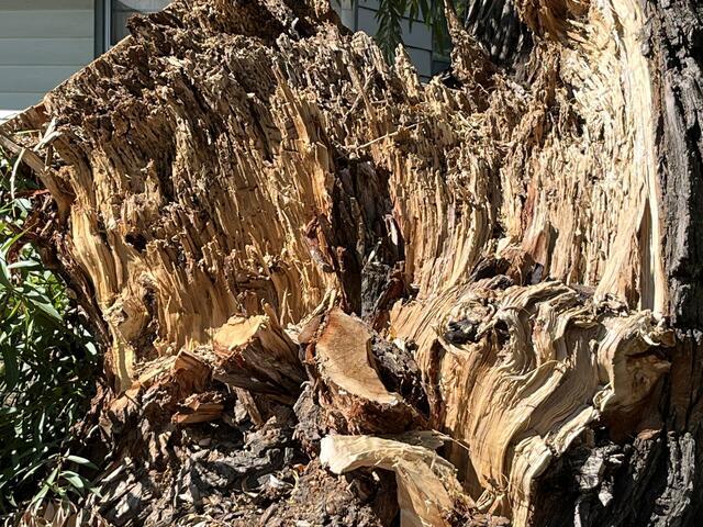 Willow tree with termite damage